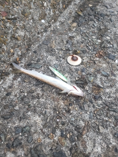 何とかキャッチ出来ました