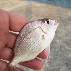 何十年ぶりかの