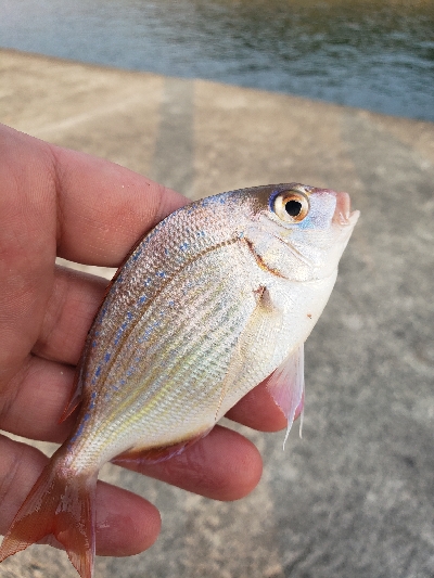 何十年ぶりかの