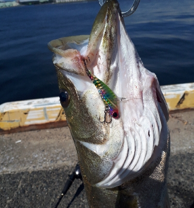 ルアーチェンジしたら、ばくっと