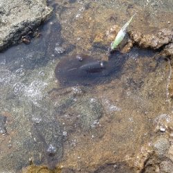 ニューロッドに墨付け完了!