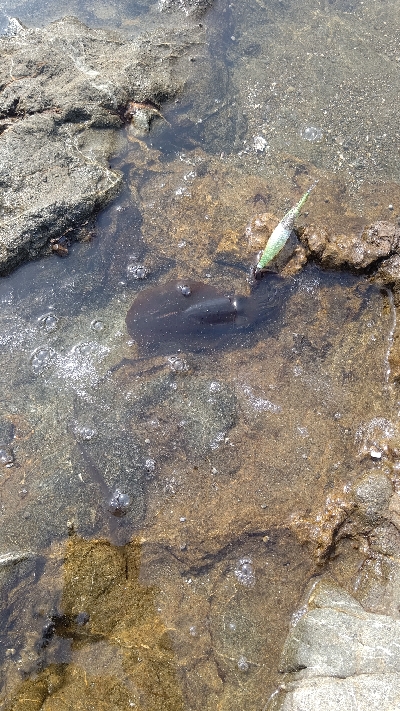 ニューロッドに墨付け完了！