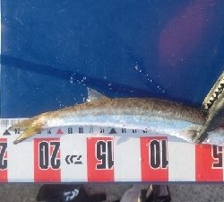 カマス乱舞その2