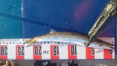 カマス乱舞その2