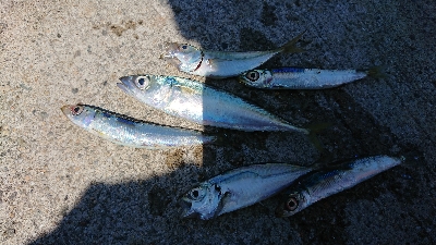 おつまみを仕入れに