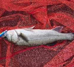 熱々トップシーバス