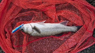 熱々トップシーバス