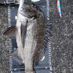 トップチヌ&シーバス