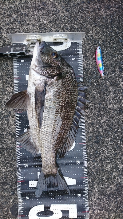 トップチヌ&シーバス