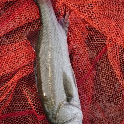 トップ道シーバス乱舞