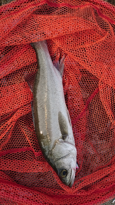 トップ道シーバス乱舞