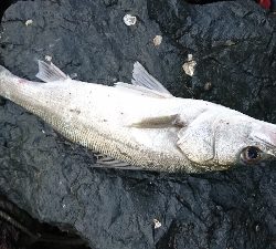 トップシーバス&チヌ仕事前の１時間で爆発