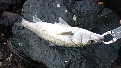 トップシーバス&チヌ仕事前の１時間で爆発