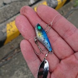 カマス真っ昼間に爆釣