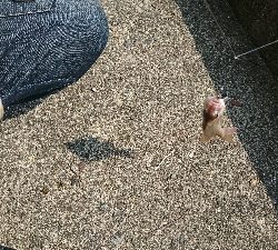 本格投げ竿＆ちょい投げで54打数24安打(笑)