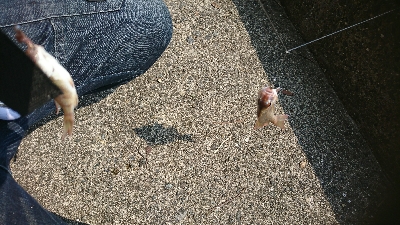 本格投げ竿＆ちょい投げで54打数24安打(笑)