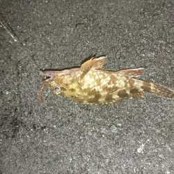 ショアジギ不発…余り石ゴカイでタコ＆ガッシーかぁ…