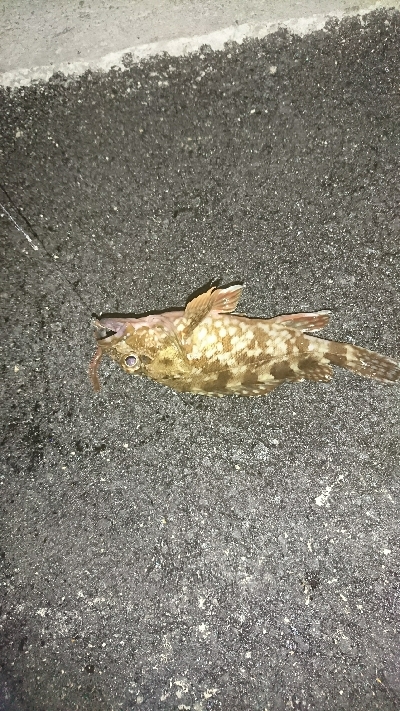 ショアジギ不発…余り石ゴカイでタコ＆ガッシーかぁ…