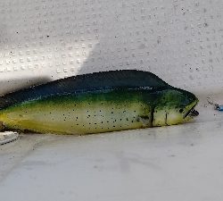 シイラは入れ食い