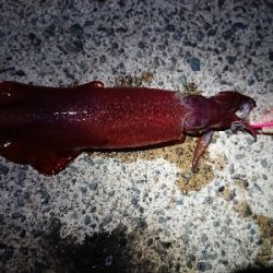 ムーンナイトエギング