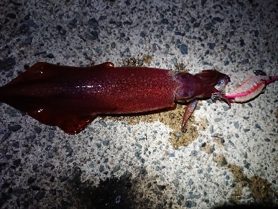 ムーンナイトエギング