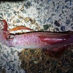 強風でのケンサキイカ狙い