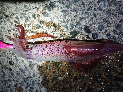 強風でのケンサキイカ狙い