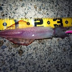 お盆の食糧確保に……