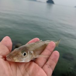 チョイ投げのキス