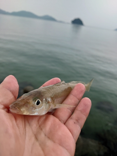 チョイ投げのキス