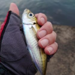 加斗の海岸で半夜のエビまき釣り