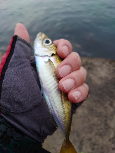 加斗の海岸で半夜のエビまき釣り