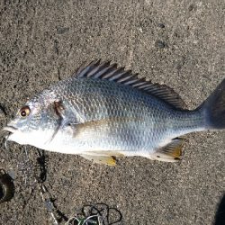 冷蔵のカニより 粋のいいカニが釣れる