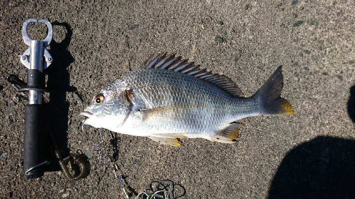 冷蔵のカニより 粋のいいカニが釣れる