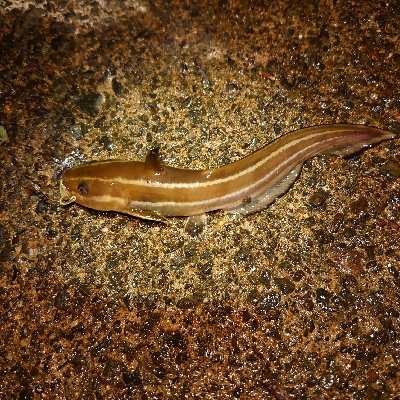 エビ撒きでアコウ