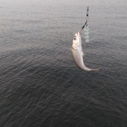 青物は何処だー