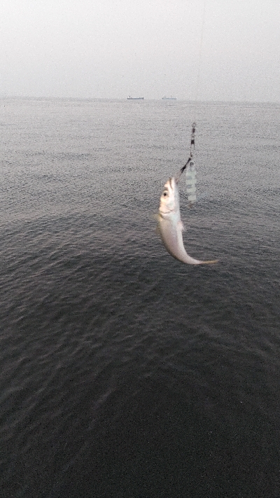 青物は何処だー