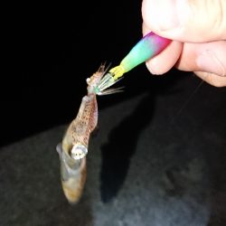 南風のケンサキ調査