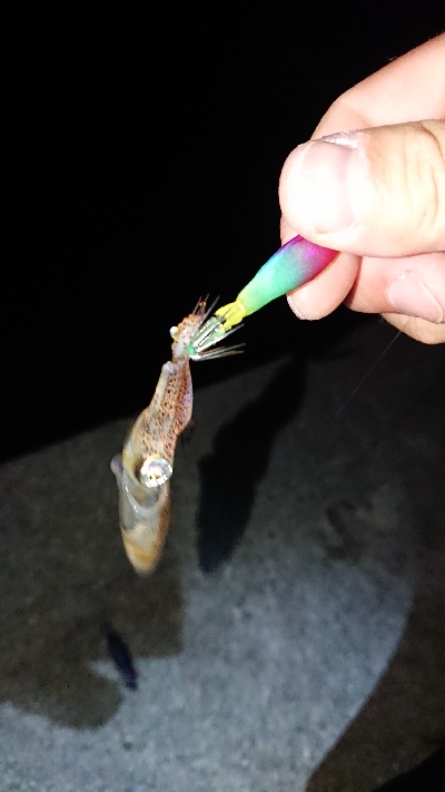 南風のケンサキ調査