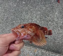 超強南風のロックフィッシュ