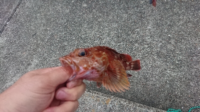 超強南風のロックフィッシュ