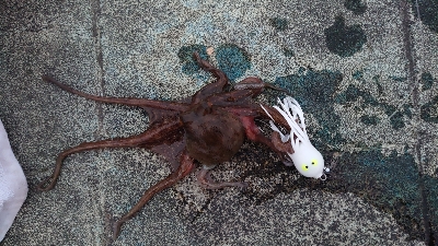 タコ釣り