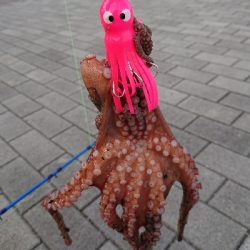 タコタコタコ！