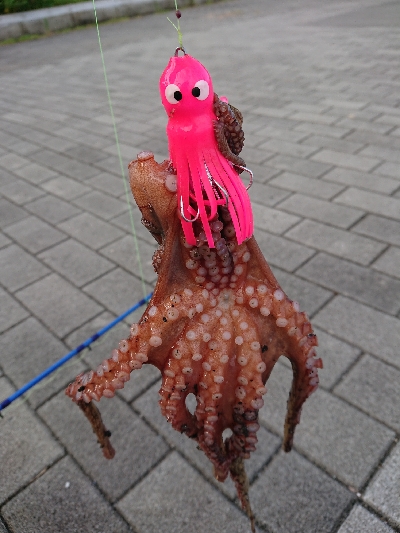 タコタコタコ！