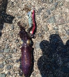 アオリイカ調査