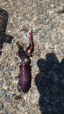 アオリイカ調査