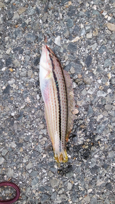 ショアジギからちょい投げ