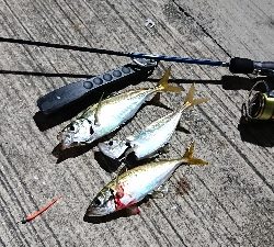 アジング いつまで釣れるかな