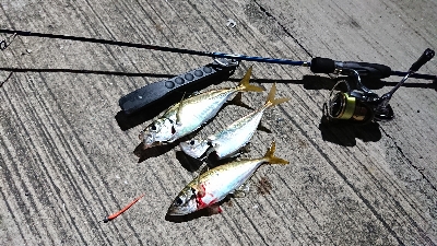 アジング いつまで釣れるかな