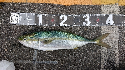 まさかのデカアジ！